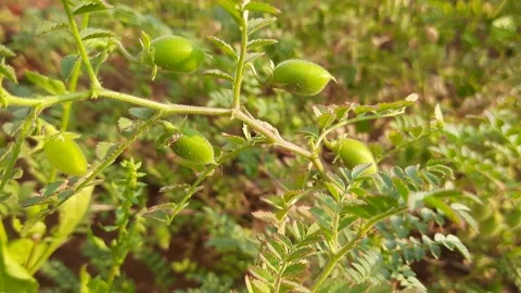 Chickpea plant with fruit. Stock Footage 151469828