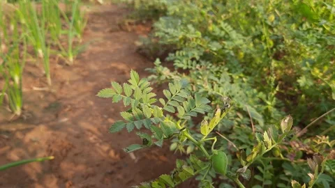 Chickpea plant with fruit. Stock Footage 151469953