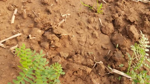 Chickpea plant in vegetable garden. Stock Footage 170943845