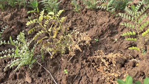 Chickpea Plants Drying in Field Due to Disease Effect Stock Footage 321788044