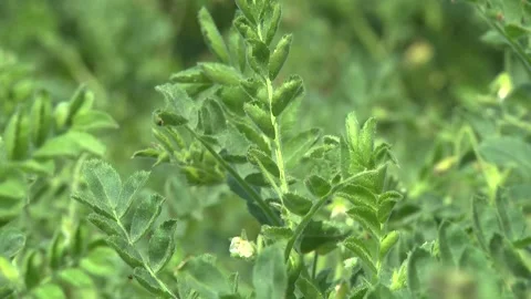 Chickpea plants during flowering in the field Stock-Footage 146394102