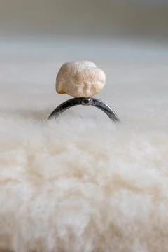Chickpea ring. Conceptual. Contrast between wealth and poverty. Stock Photos