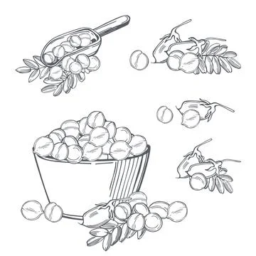 Chickpeas  beans. Vector   illustration. Stock Illustration