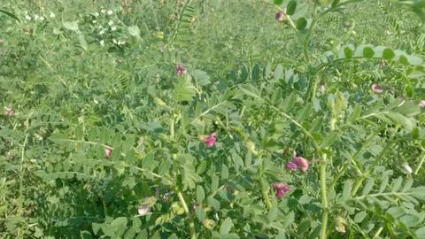 The chickpeas crop view Stock Photos
