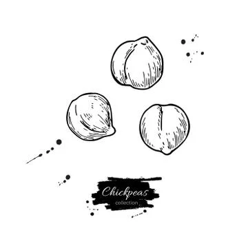 Chickpeas hand drawn vector illustration. Isolated Vegetable engraved style.. Stock Illustration