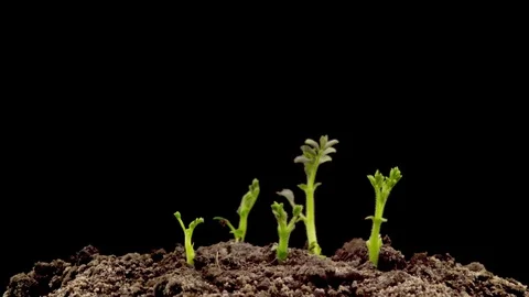 Chickpeas Seeds Germination on Black Background Vidéo 84768966