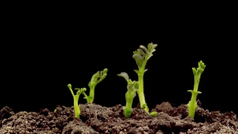Chickpeas Seeds Germination on Black Background Vidéo 85027989