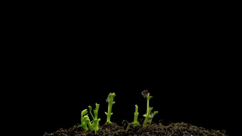 Chickpeas Seeds Germination on Black Background Stock-Footage 85230989