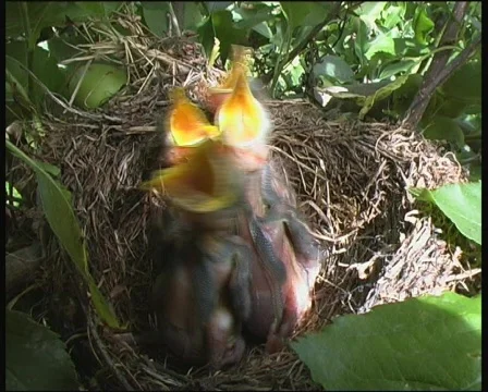 Chicks 1 Stock Footage 135117