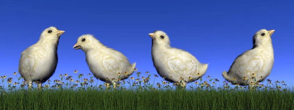 Chicks - 3D render Stock Illustration
