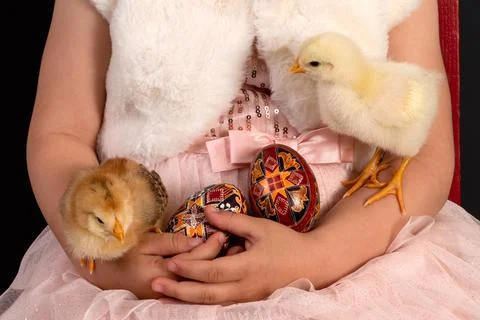 Chicks and Easter Eggs Stock-Fotos