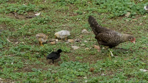 Chicks and hen eating in the wild. Video stock 299743553