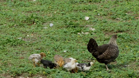 Chicks and hen eating in the wild. Stock Footage 299745166