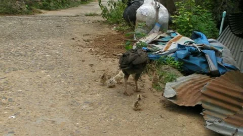 Chicks and Hen Stock Footage 11275670