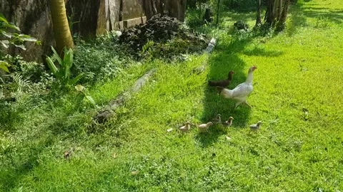 Chicks and their mother Stock Footage 233899646
