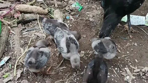 Chicks and their mother Stock Footage 235533408