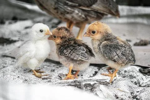 Chicks and white 写真素材
