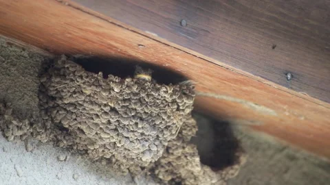 Chicks are fed by barn swallow sitting in the nest. Summertime. Video stock 147496846