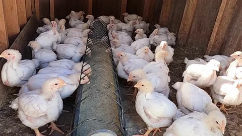 The chicks are feeding Stock Footage 170938803