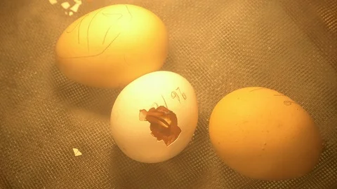 Chicks are hatching Stock Footage 103248075