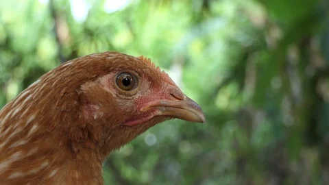 Chicks are looking,4K Video Stock Footage 101692397