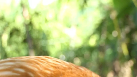 Chicks are looking,4K Video Stock-Footage 101692523