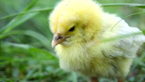Chicks are sick on the farm. Macro shoot Stock Footage 235433657