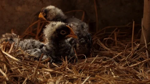 Chicks are sleeping Stock Footage 99883536