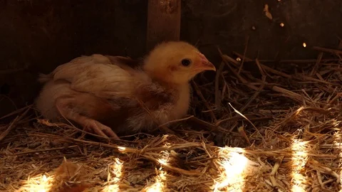 Chicks are sleeping Stock Footage 99884887