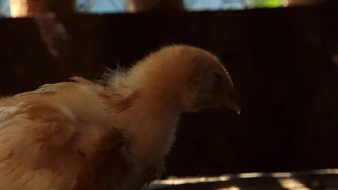 Chicks are sleeping Stock Footage 99887397