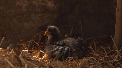 Chicks are sleeping Stock Footage 99887698