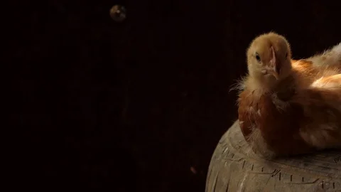 Chicks are sleeping Stock Footage 99887837