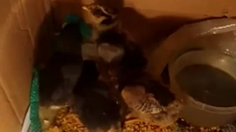 The chicks are still cute funny Video stock 238014414
