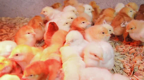 Chicks in barn from above Vidéo 22897833