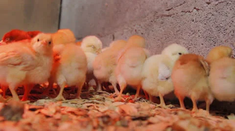 Chicks in a barn close up Vidéo 22898177
