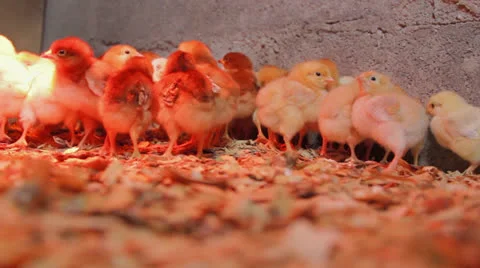 Chicks in a Barn Vidéo 22897751