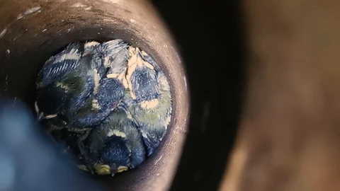 Chicks big tit color in the pipe in the iron, sound Stock Footage 112606210
