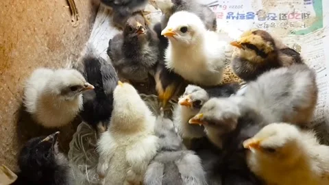 Chicks Bird feeding Stock-Footage 274035358