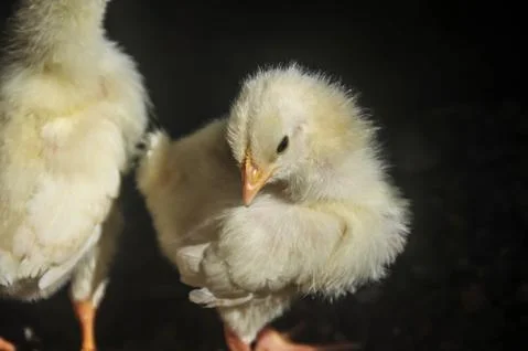 Chicks with black background 스톡 사진