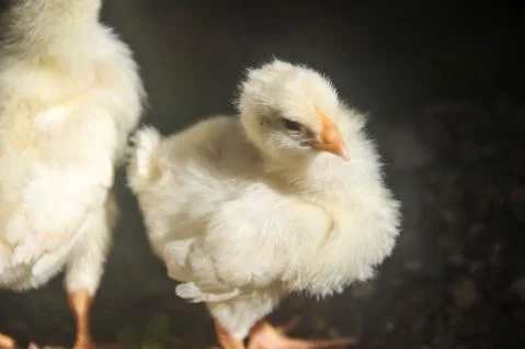 Chicks with black background Stock Photos