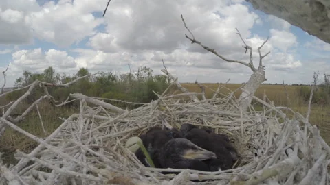 Chicks black cormorant in nest on tree. Stock Footage 229623063