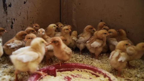 Chicks in box at farm Stock Footage 129255703
