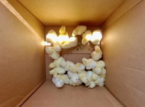Chicks In A Box Stock Photos