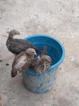Chicks in the bucket Stock Photos