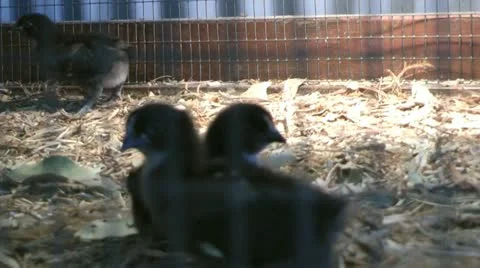 Chicks in a cage Vídeo Stock 14808648