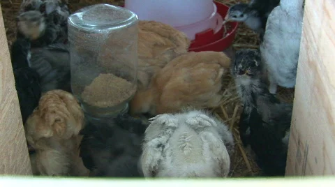 Chicks check outside the box Stock Footage 98881