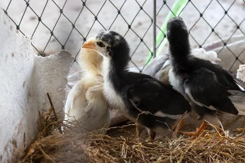 Chicks in the the chicken coop. Stock Photos