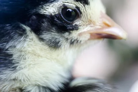 Chicks, close up, selective focus Stock Photos