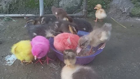 Chicks with colorful and ducklings Stock Footage 289300723
