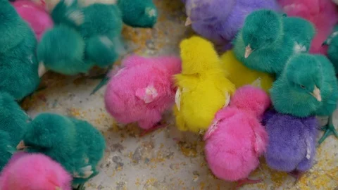 Chicks with colorful feathers Video stock 114053013